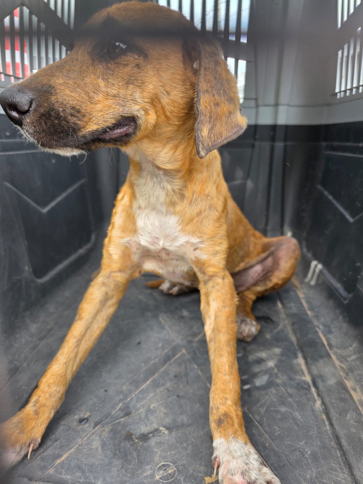 Intervinieron en un caso de maltrato animal y resguardaron seis mascotas